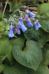 Mertensia ciliata